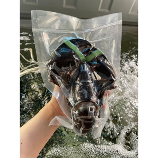 Tôm Hùm Alaska nhỏ con 450-550Garm (Giao HCM 2H)