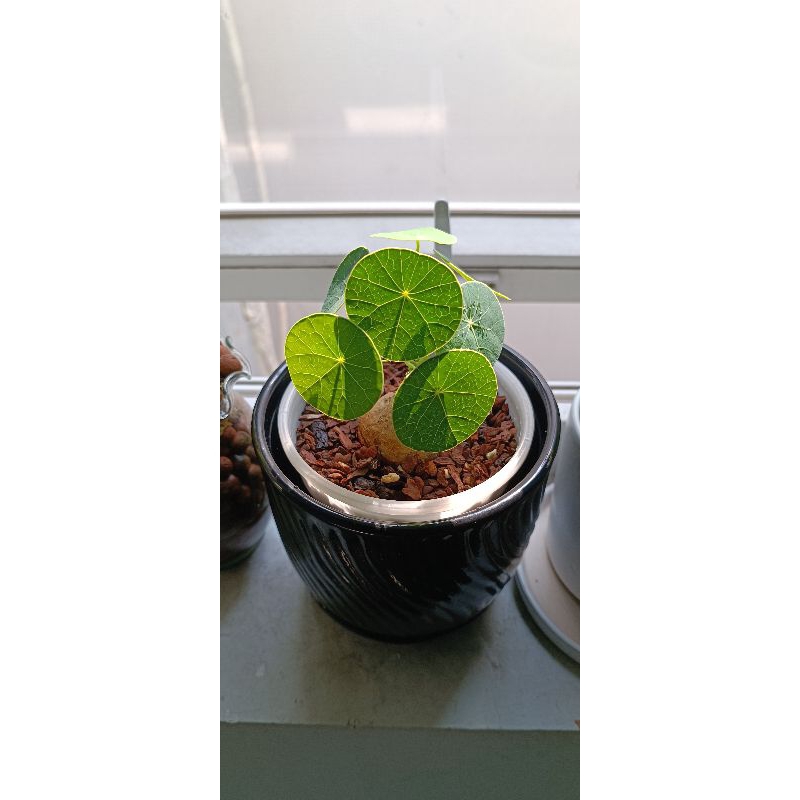 Củ bình vôi Thái (Stephania Erecta)