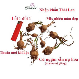 củ hoa Huệ mưa ngoại