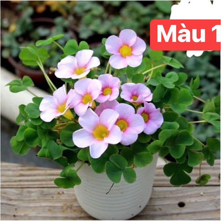 Củ hoa oxalis