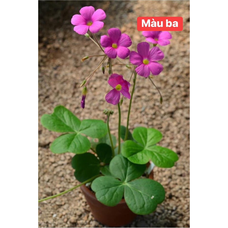 Củ hoa oxalis