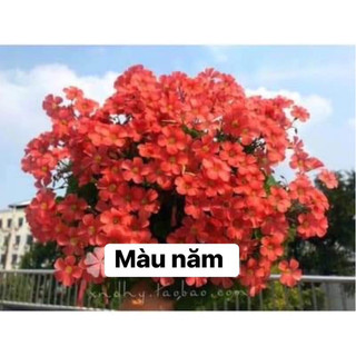 củ hoa oxalis