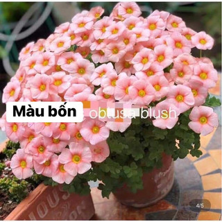 củ hoa oxalis