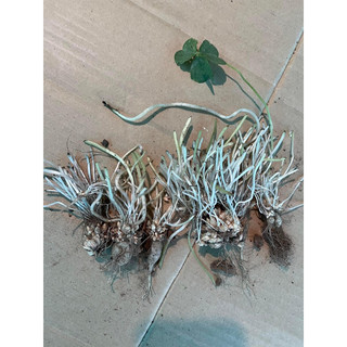 củ hoa oxalis