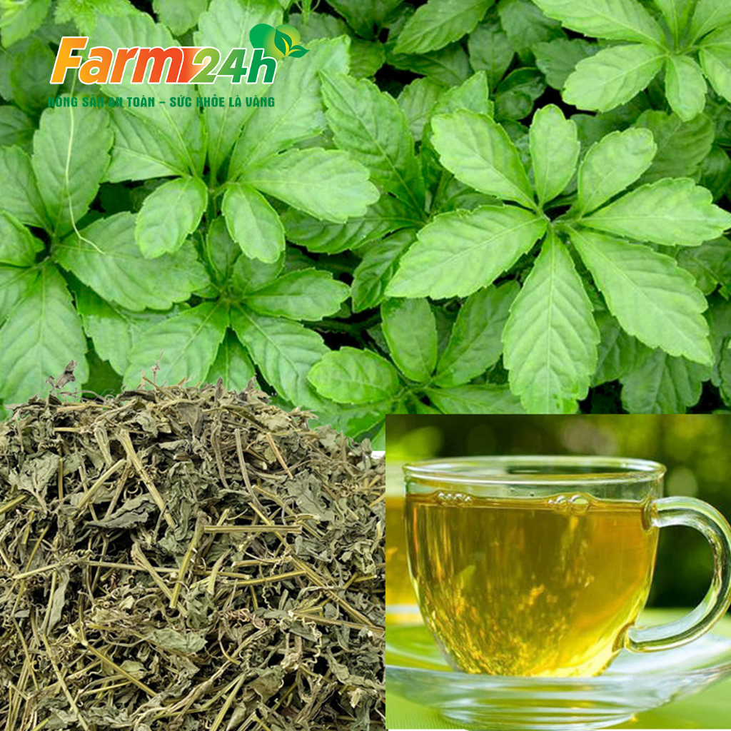 Trà giảo cổ lam 7 lá Sapa chính hiệu, giảm cholesterol trong máu, lưu thông máu não, ngừa tai biến, đột quỵ