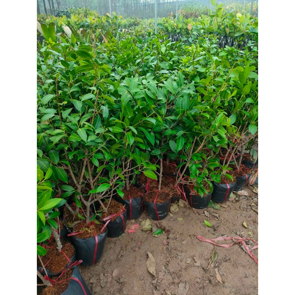 Cây thanh trà ngọt