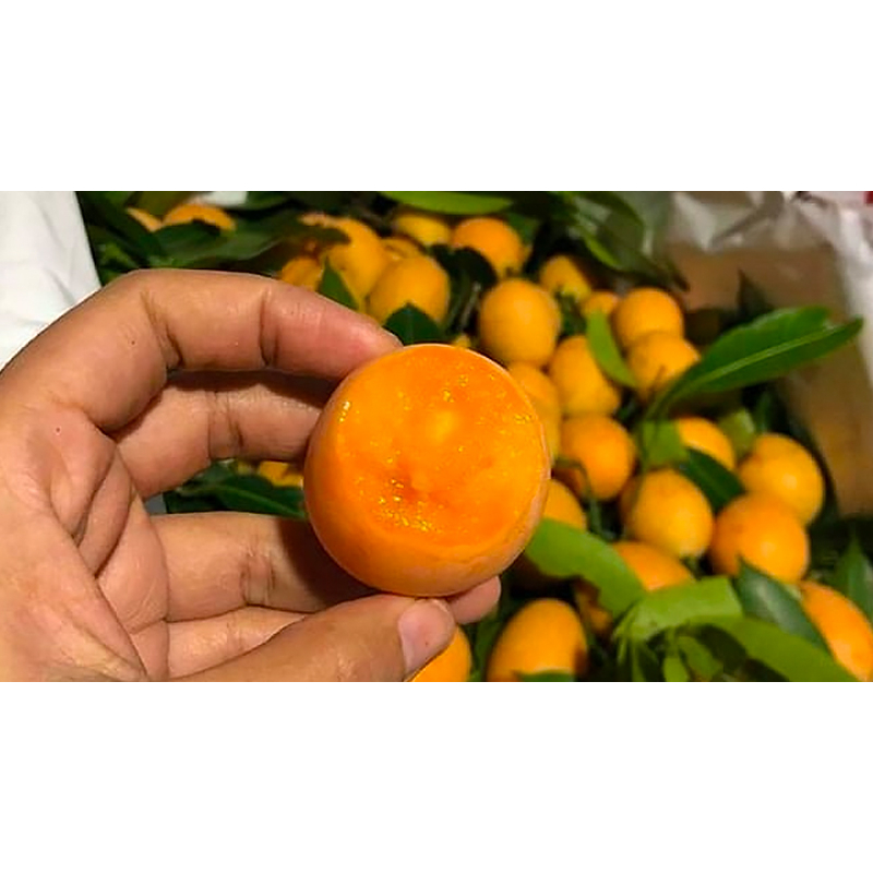 Cây thanh trà ngọt