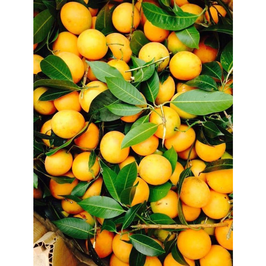 Cây thanh trà ngọt