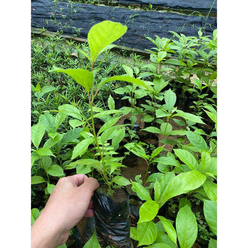 Cây giống Gù Hương , cây xá xị  cao 15-20 cm