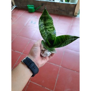 Cây lưỡi hổ lùn