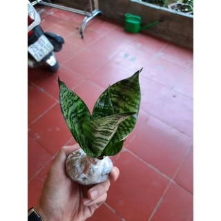 Cây lưỡi hổ lùn