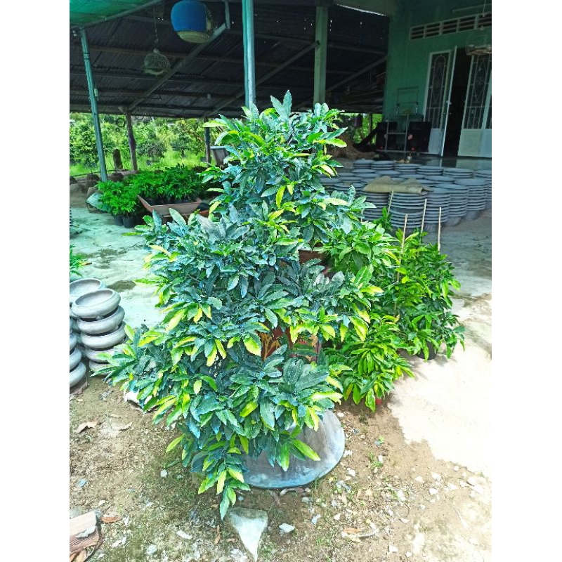Phân bón phục hồi cây mai kích rễ bung đọt xanh cây