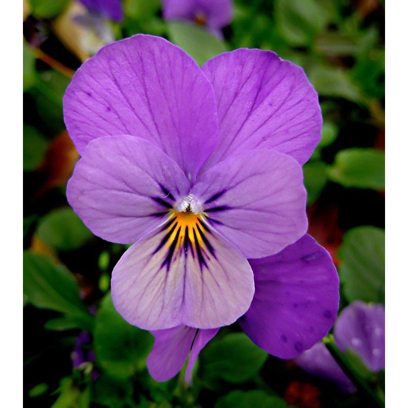 Máy ảnh Fujifilm FinePix T300 cảm biến 14mpx