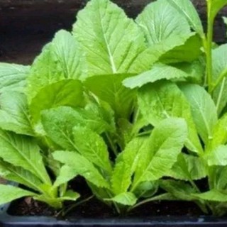 20gram hạt giống cải bẹ xanh dễ trồng