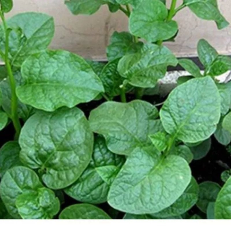 20gram hạt giống rau mồng tơi