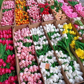 Hoa Tulip xốp túi 10 bông, hoa trang trí