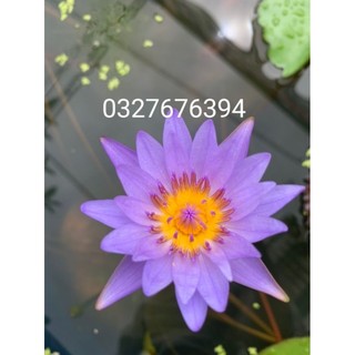 Cây súng thái kép màu tím