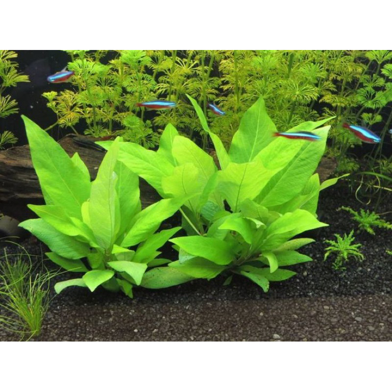 CÂY ĐẠI LIỄU THỦY SINH -20k/12NGỌN
