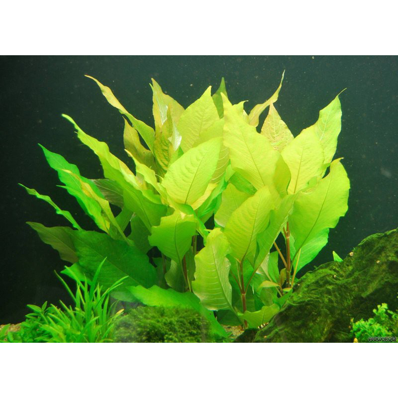 CÂY ĐẠI LIỄU THỦY SINH -20k/12NGỌN