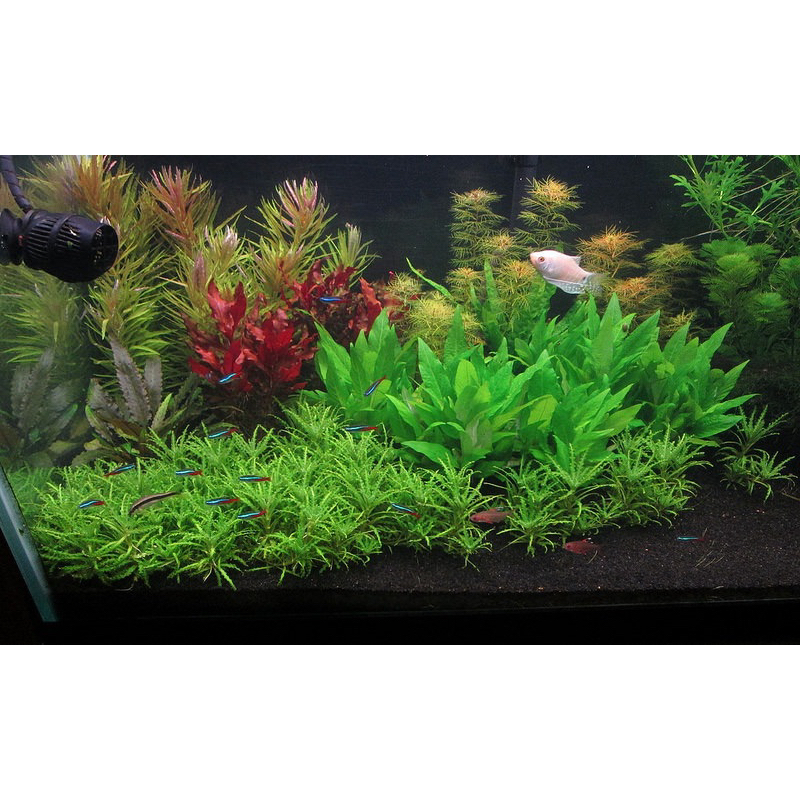 CÂY ĐẠI LIỄU THỦY SINH -20k/12NGỌN