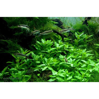 Rau răm thủy sinh-20k/15ngọn