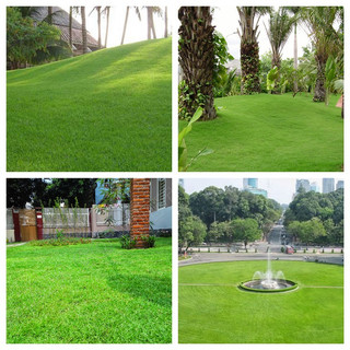 Hạt giống cỏ nhung nhật - cỏ sân vườn - hạt giống cỏ thảm - cỏ cảnh