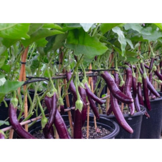 20 hạt giống cà tím dài