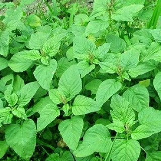 20 gram hạt giống rau dền xanh