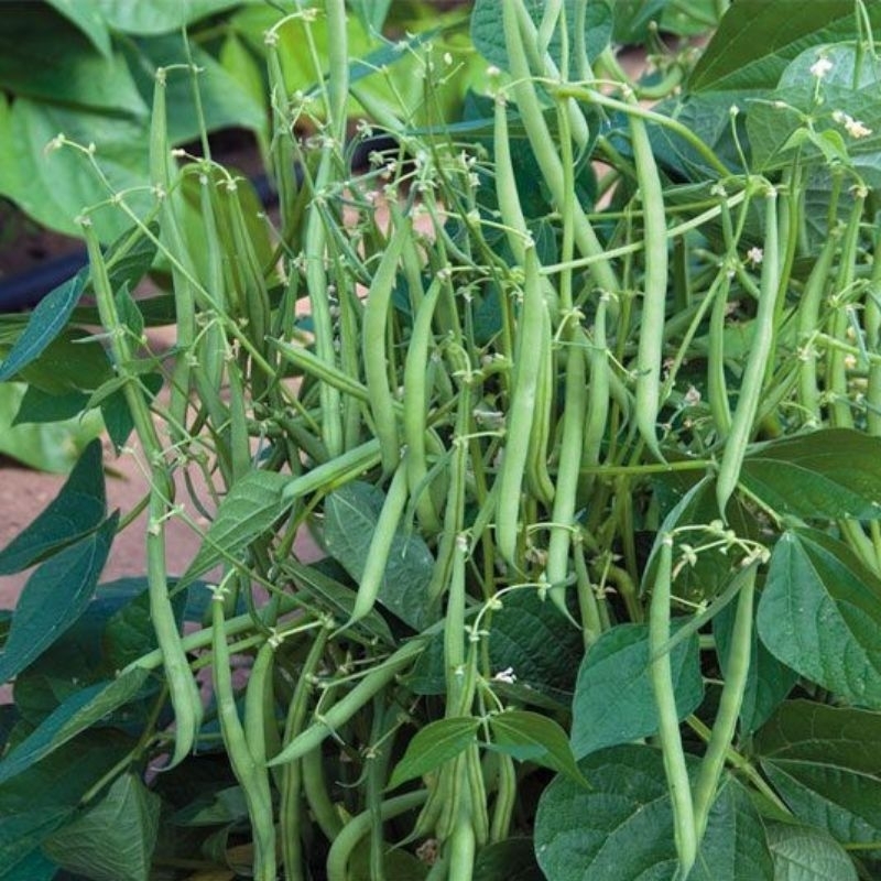 Hạt giống đậu que cây lùn cove bụi gói 20 gram