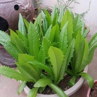Hạt giống rau cải nhíp gói 10 gram