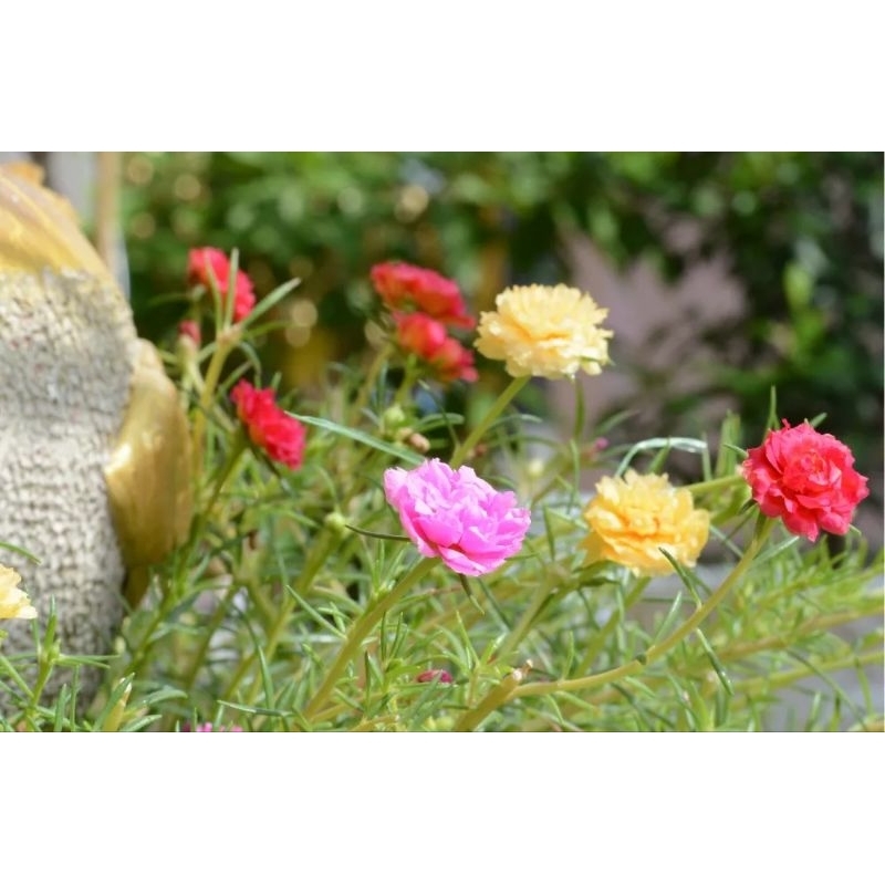 Hạt giống hoa mười giờ cánh kép gói 0.3 gram