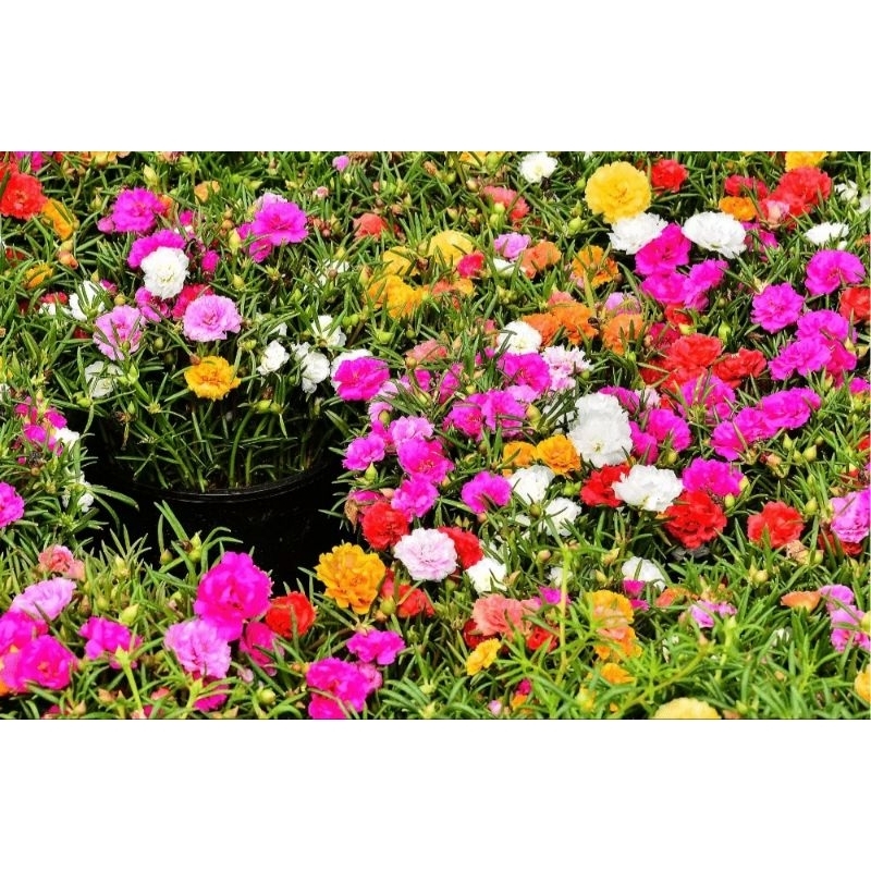 Hạt giống hoa mười giờ cánh kép gói 0.3 gram