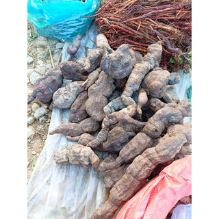 Hà thủ ô đỏ khô Tây Bắc (gói 1kg)