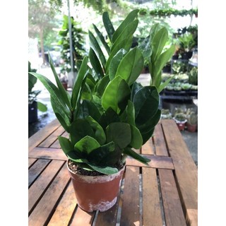 Cây kim tiền chậu nhựa size để bàn