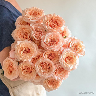 Hoa hồng Shimmer Rose - hồng bụi
