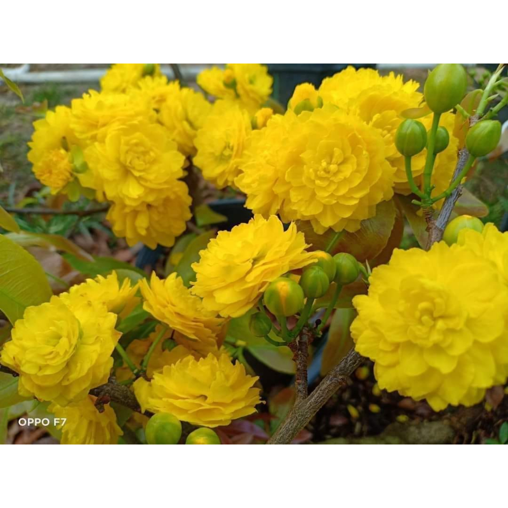 Cây mai cúc 2 tầng, trồng 1 năm ra hoa