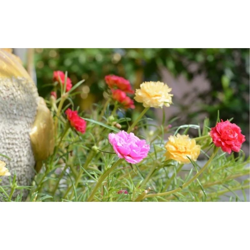 Hạt giống hoa mười giờ cánh kép gói 0.3 gram