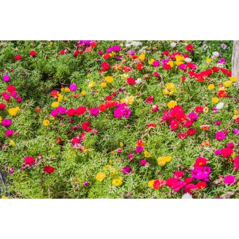 Hạt giống hoa mười giờ cánh kép gói 0.3 gram