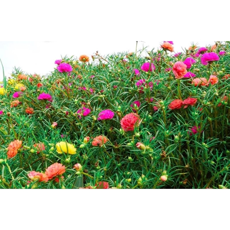 Hạt giống hoa mười giờ cánh kép gói 0.3 gram