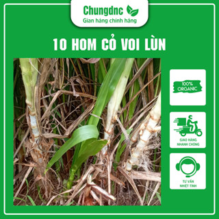 Cỏ Voi Lùn Chungdnc - Giống Cây Cỏ Voi Lùn Đài Loan Có Hàm Lượng Dinh Dưỡng Cao Nuôi Chuột Lang, Dê Con