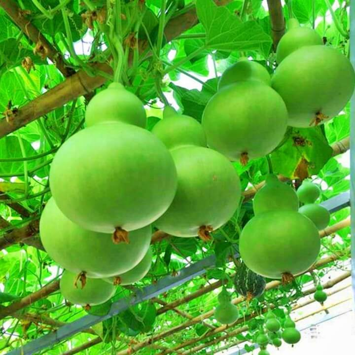Gói 5 gram hạt giống bầu hồ lô Hồng Thất Công