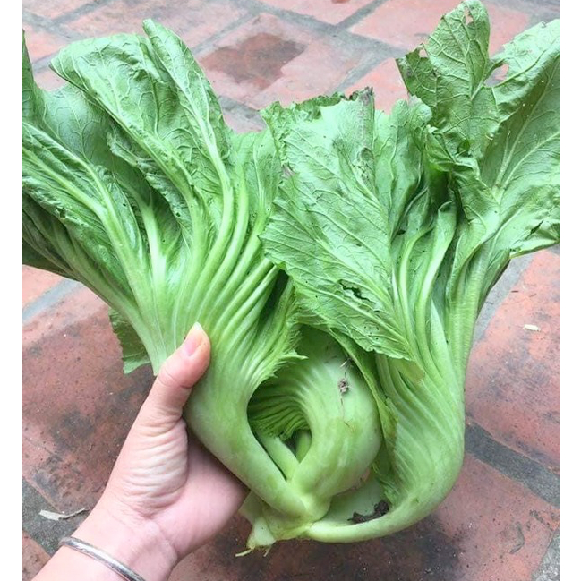 Gói 20 gram cải bẹ dưa - tỷ lệ nảy mầm 85%