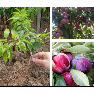 CÂY Giống mận hậu quả to