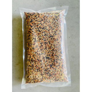 CỎ THÁI CHIM CU GÁY JAVAN