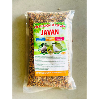 Cỏ thái chim cu gáy javan