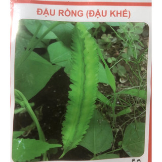 Hạt giống đậu rồng sai quả (đậu khế) ☘️