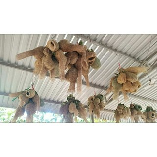 Tổ chim dòng dọc
