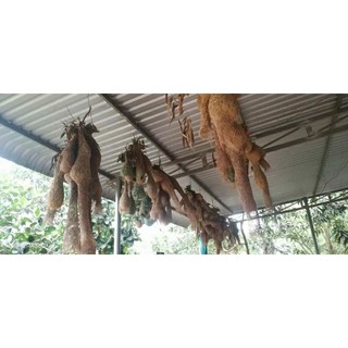 Tổ chim dòng dọc