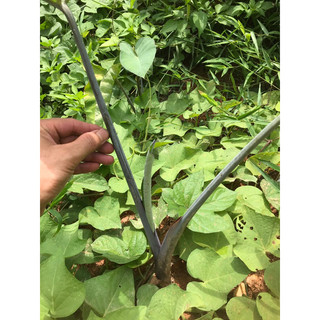 Củ Giống cây dọc mùng thân tím- trắng