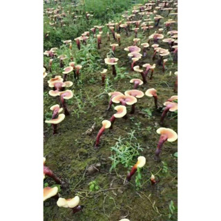 500G Nấm Lim Xanh Quảng Nam
